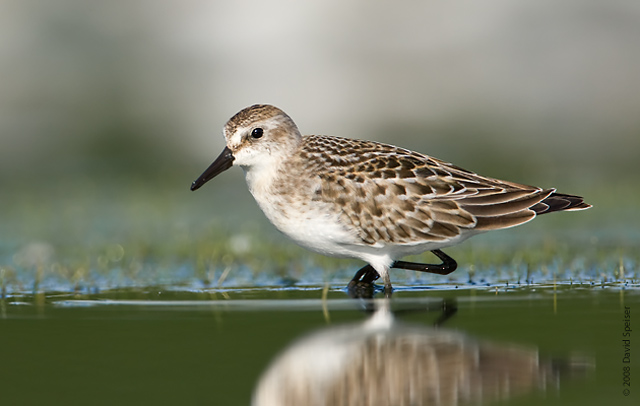 Semipalmated Sandpiper