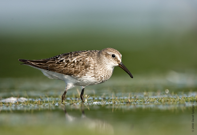 White-rumped Sandpiper