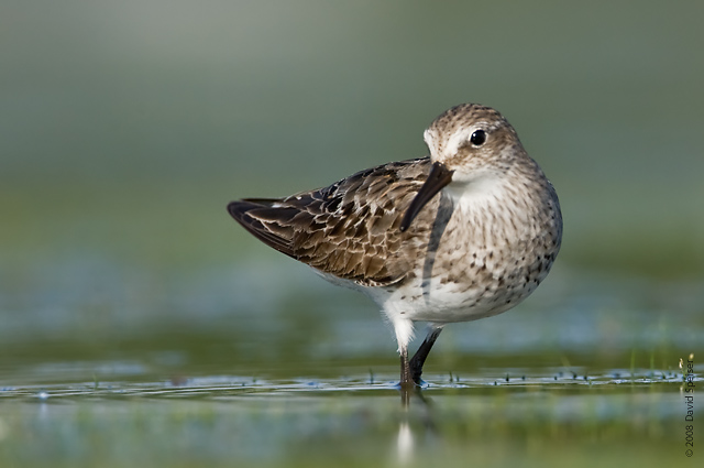 White-rumped Sandpiper