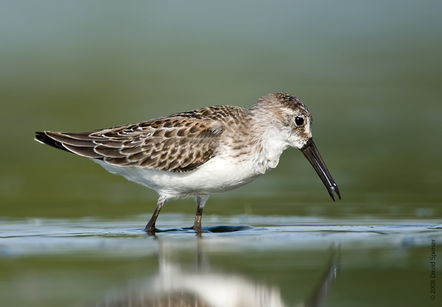 Western Sandpiper