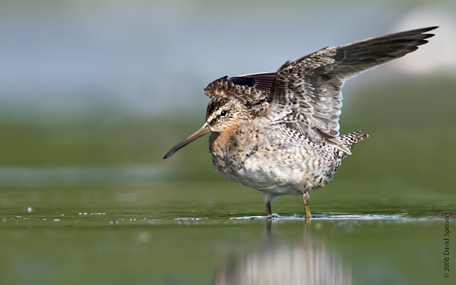 Short-billed Dowitcher