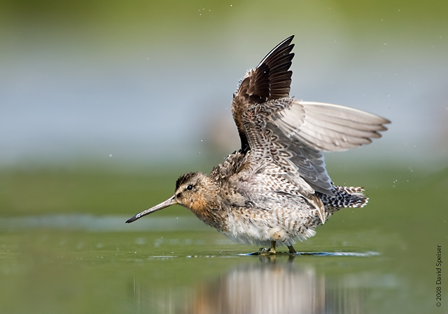 Short-billed Dowitcher