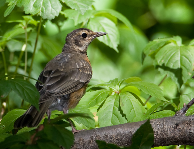 american robin 1.jpg