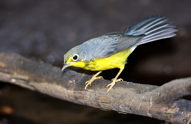 canada warbler 1.jpg