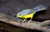 canada warbler 1.jpg