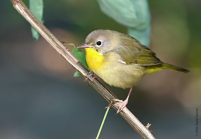 Common Yellowthroat