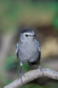 gray catbird 1.jpg