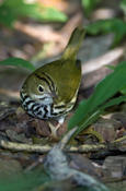 Ovenbird