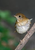 Veery