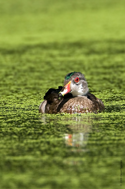 Wood Duck