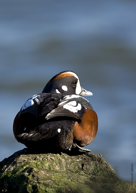 Harlequin Duck