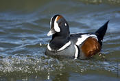 Harlequin Duck