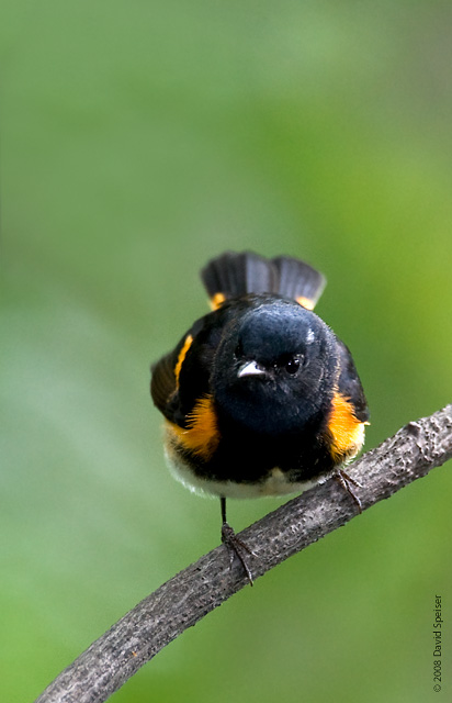 American redstart (male)