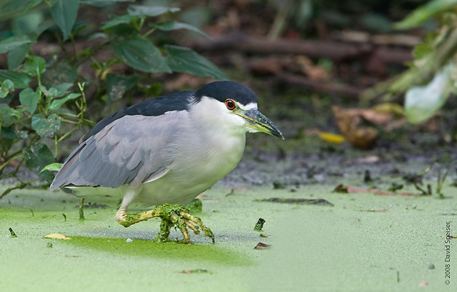 Black-crowned Night-Heron