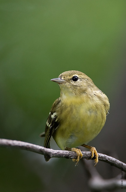 Blackpoll Warbler