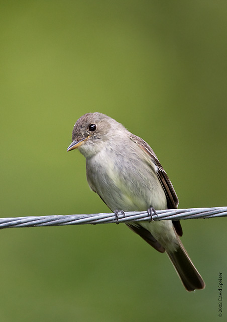 Eastern Wood-Pewee