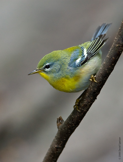 Northern Parula