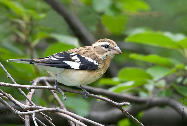 Rose-breasted Grosbeak