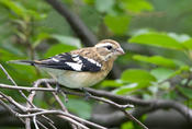 Rose-breasted Grosbeak