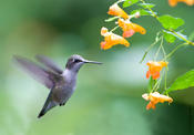 Ruby-throated Hummingbird