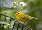 Wilson' Warbler