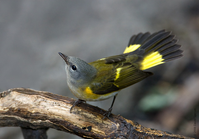 american redstart 2.jpg