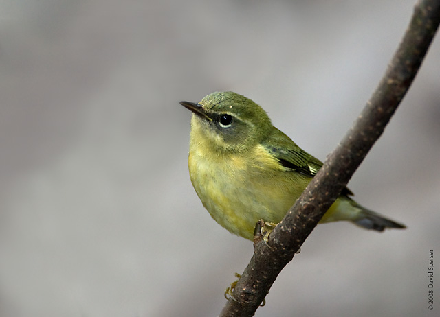 black-throated blue warbler.jpg