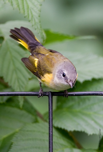 american redstart 3.jpg