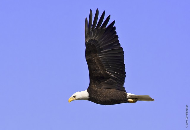 Bald Eagle