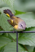 american redstart 3.jpg