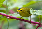 wilson's warbler 3.jpg