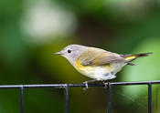 american redstart 4.jpg