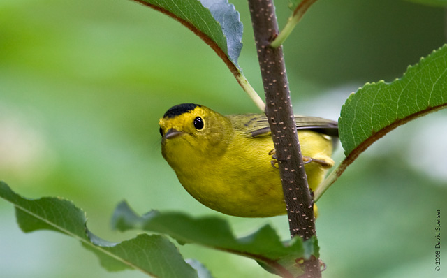 wilson's warbler 4.jpg