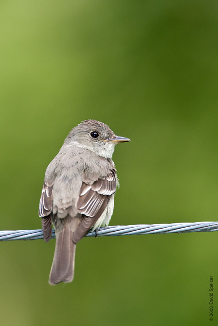 eastern wood pewee 2.jpg