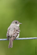 eastern wood pewee 2.jpg