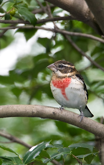 rose-breasted grosbeak (male).jpg