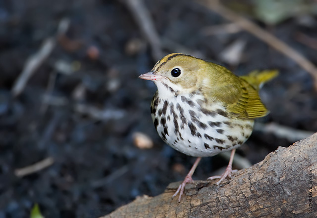 Ovenbird