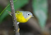 Nashville Warbler