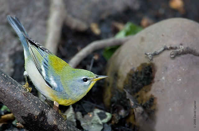 northern parula 1.jpg