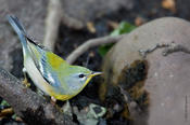 northern parula 1.jpg