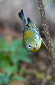 northern parula 2.jpg