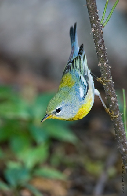 northern parula 3.jpg