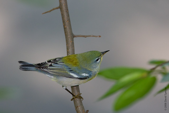 northern parula 4.jpg