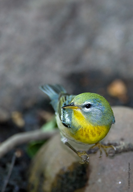 northern parula 5.jpg