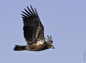 Bald Eagle (immature)