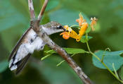 Ruby-throated Hummingbird