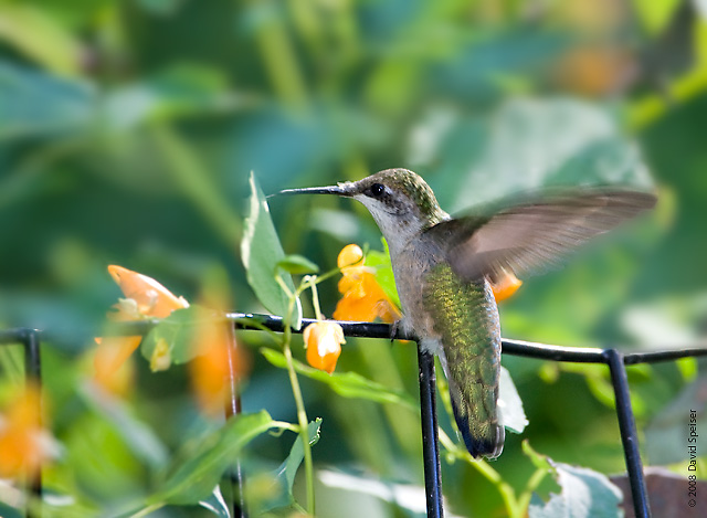 ruby-throated hummingbird 2.jpg