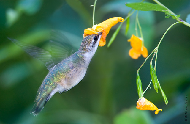 ruby-throated hummingbird 3.jpg
