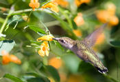 ruby-throated hummingbird 4.jpg