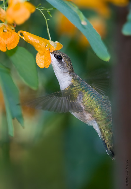 ruby-throated hummingbird 5.jpg
